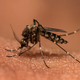Illustration for article titled Put Your Mind At Ease: 8 Mosquitoes That For Sure Don’t Have Zika